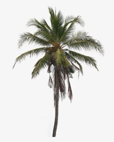 Coconut Tree Arecaceae Clip Art - Real Coconut Tree Png, Transparent Png, Transparent PNG