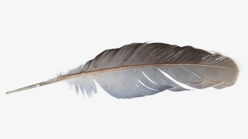 Feather Png Image, Transparent Png, Transparent PNG