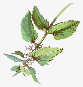 Watercolor Vector Herb - Watercolour Herbs Png, Transparent Png, Transparent PNG