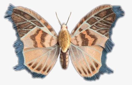 #mariposa #moth - Butterfly, HD Png Download, Transparent PNG