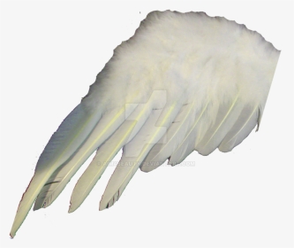 Angel Or Wing By - Claw, HD Png Download, Transparent PNG