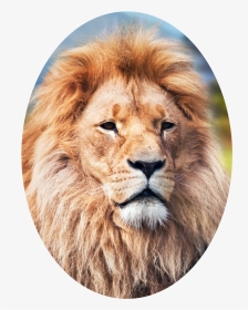 Elliptical Crop Of A Lion - Lion 4k Wallpaper For Android, HD Png Download, Transparent PNG