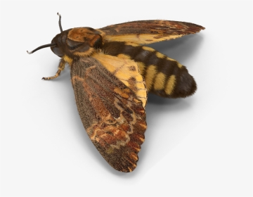 #moth #interesting #freetoedit - Hofmannophila Pseudospretella, HD Png Download, Transparent PNG