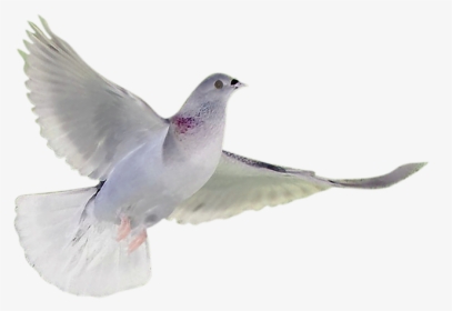 Soaring White Dove - White Breasted Nuthatch, HD Png Download, Transparent PNG