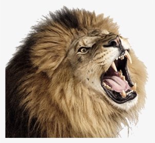 Lion Png Image - Lion Roaring Transparent Background, Png Download, Transparent PNG
