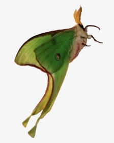 #lunamoth #moth #photography #animal #insect #remixit - Luna Moth, HD Png Download, Transparent PNG