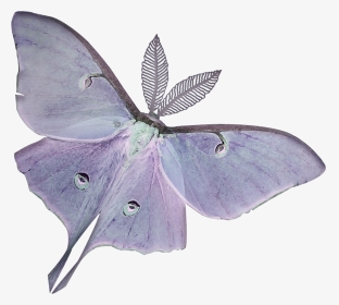 #freetoedit #butterfly - Aesthetic Moth, HD Png Download, Transparent PNG