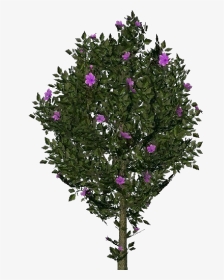 3d Flowers - Violet Hibiscus - Acca Software - Christmas Tree, HD Png Download, Transparent PNG