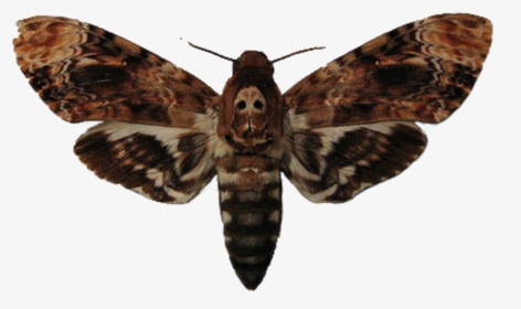 #moth - Moth Buffalo Bill Silence Of The Lambs, HD Png Download, Transparent PNG