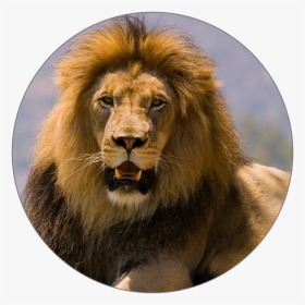 Icon - Masai Lion, HD Png Download, Transparent PNG