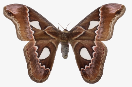 #moths #insects #tumblraesthetic - Aglais Io, HD Png Download, Transparent PNG
