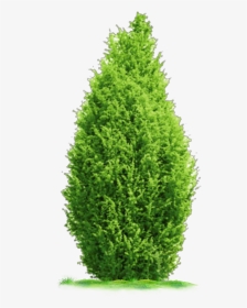 #ftestickers #landscaping #grass #tree #shrub, HD Png Download, Transparent PNG