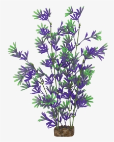 Tetra Glofish X-large Purple/green Plant - Aster, HD Png Download, Transparent PNG