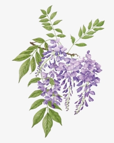 Wisteria Botanical Illustration, HD Png Download, Transparent PNG