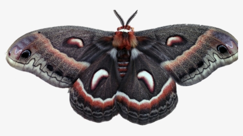 #moth #moths #bugs #wings #fly #flying #bug #nature - Aglais Io, HD Png Download, Transparent PNG