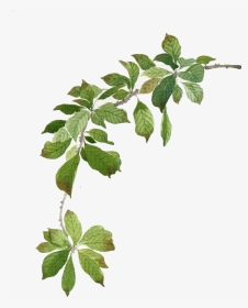 Green Leaves Illustration Watercolor Painting Watercolor - Green Leaves Watercolor Png, Transparent Png, Transparent PNG