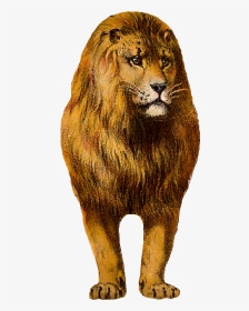 Free Digital Lion Clip Art Animal Graphic Front - Lion, HD Png Download, Transparent PNG