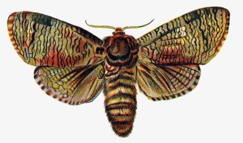 Moth Png, Transparent Png, Transparent PNG