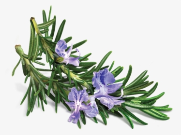 Rosemary Transparent, HD Png Download, Transparent PNG