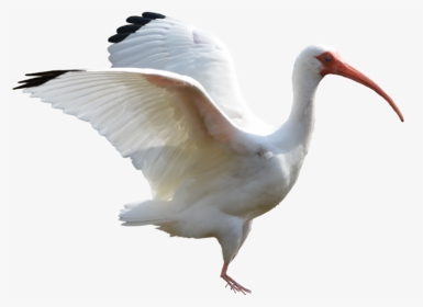 White Wings Stock Photo - White Ibis Png, Transparent Png, Transparent PNG