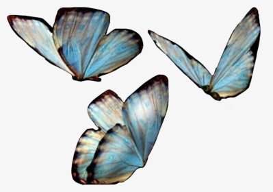 #butterfies #butterfly #butterflywings #blue #freetoedit - Transparent Background Butterfly Png, Png Download, Transparent PNG