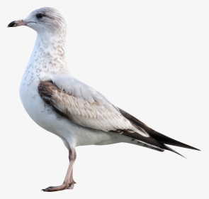 White Sea Gull - European Herring Gull, HD Png Download, Transparent PNG