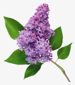 Common Lilac Flower, HD Png Download, Transparent PNG
