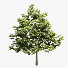 Transparent Pine Tree Top View Png - Tree Models Vray Free, Png Download, Transparent PNG