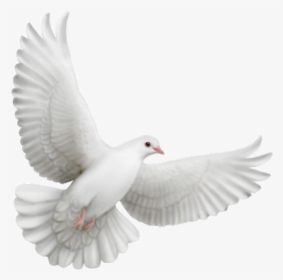 Flying Dove Animation, HD Png Download, Transparent PNG