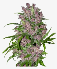 Purple Bud Feminized Seedsman, HD Png Download, Transparent PNG