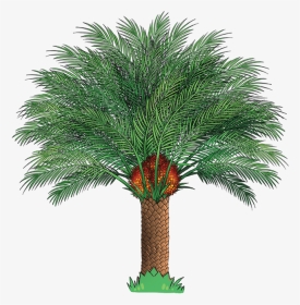 Edupalm - Single Palm Oil Tree, HD Png Download, Transparent PNG