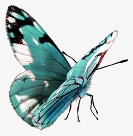 #freetoedit #butterfly - Papilio, HD Png Download, Transparent PNG