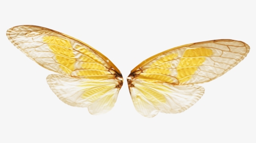 Gold Fairy Wings Png, Transparent Png, Transparent PNG