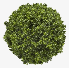 Transparent Topiary Png - Дерева Png, Png Download, Transparent PNG