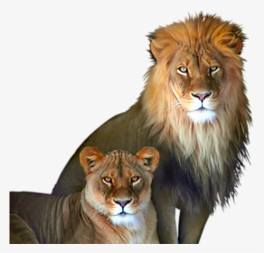 Lion And Lioness Png, Transparent Png, Transparent PNG