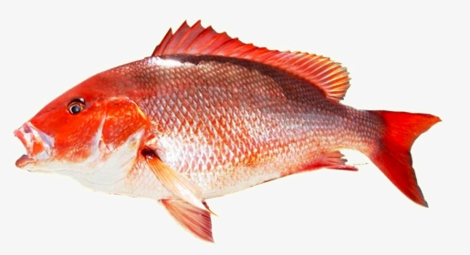 Kingfish Transparent Png - Red Snapper Fish Png, Png Download, Transparent PNG