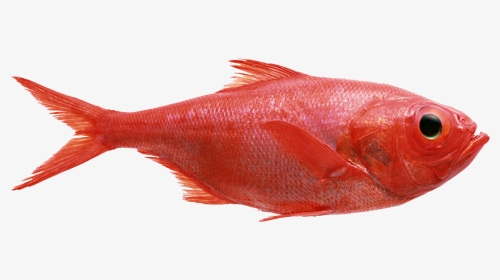 Best Ways Catch Red Fish Fishingmobile - Red Fish Png, Transparent Png, Transparent PNG