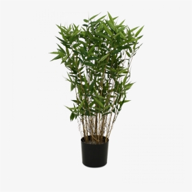 Transparent Bamboo Tree Png - Potted Bamboo Plant Png, Png Download, Transparent PNG