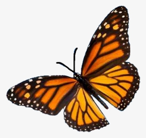 #aesthetic #tumblr #butterfly #vintage #nature #freetoedit - Monarch Butterfly Flying, HD Png Download, Transparent PNG