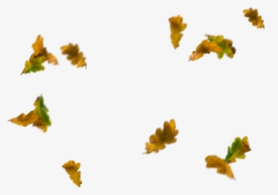 #autumn #fall #leaves #leaf - Illustration, HD Png Download, Transparent PNG