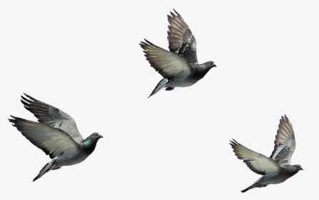 Flying Birds, HD Png Download, Transparent PNG