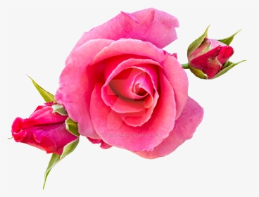 Clip Art Roses By Bunny With - Pink Rose In Png, Transparent Png, Transparent PNG