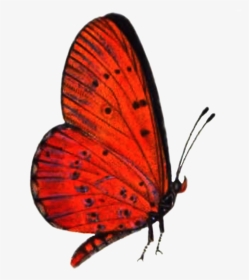 Red Butterfly Png High-quality Image - Transparent Red Butterfly Png, Png Download, Transparent PNG