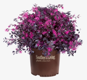 Purple Diamond Loropetalum In Branded Pot - Loropetalum Purple, HD Png Download, Transparent PNG