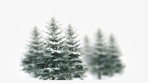 Slide Image - Christmas Tree, HD Png Download, Transparent PNG
