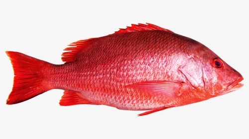 Red Snapper Fish, HD Png Download, Transparent PNG