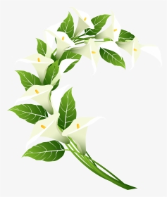 Calla Lily Decoration Png Clip Art Image​, Transparent Png, Transparent PNG
