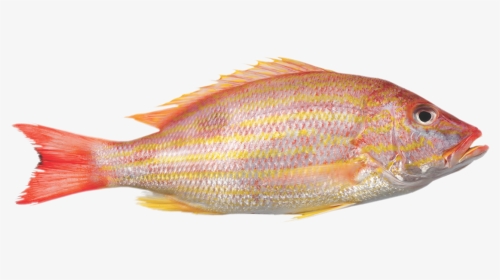 Frozen Yellow Tail Snapper, HD Png Download, Transparent PNG