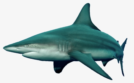Tiger Shark , Png Download - Reef Shark Dnd 5e, Transparent Png, Transparent PNG