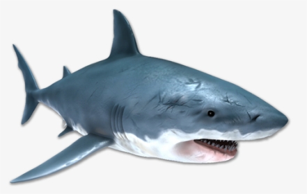 Image Is Not Available - Great White Shark, HD Png Download, Transparent PNG